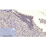 Immunohistochemistry - c-Myc Polyclonal Antibody from Signalway Antibody (40765) - Antibodies.com