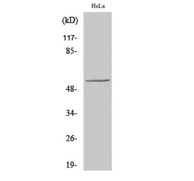 Western blot - c-Myc Polyclonal Antibody from Signalway Antibody (40766) - Antibodies.com