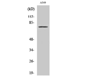 Western blot - Cox-2 Polyclonal Antibody from Signalway Antibody (40781) - Antibodies.com
