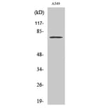 Western blot - Cox-2 Polyclonal Antibody from Signalway Antibody (40781) - Antibodies.com