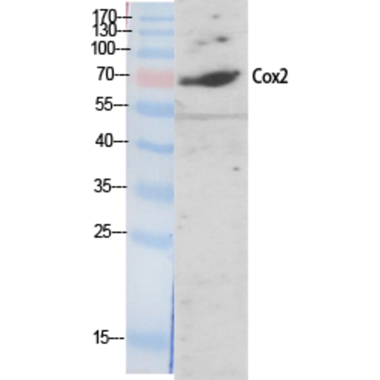 Western blot - Cox-2 Polyclonal Antibody from Signalway Antibody (40781) - Antibodies.com