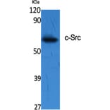Western blot - c-Src Polyclonal Antibody from Signalway Antibody (40790) - Antibodies.com