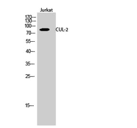 Western blot - CUL-2 Polyclonal Antibody from Signalway Antibody (40797) - Antibodies.com