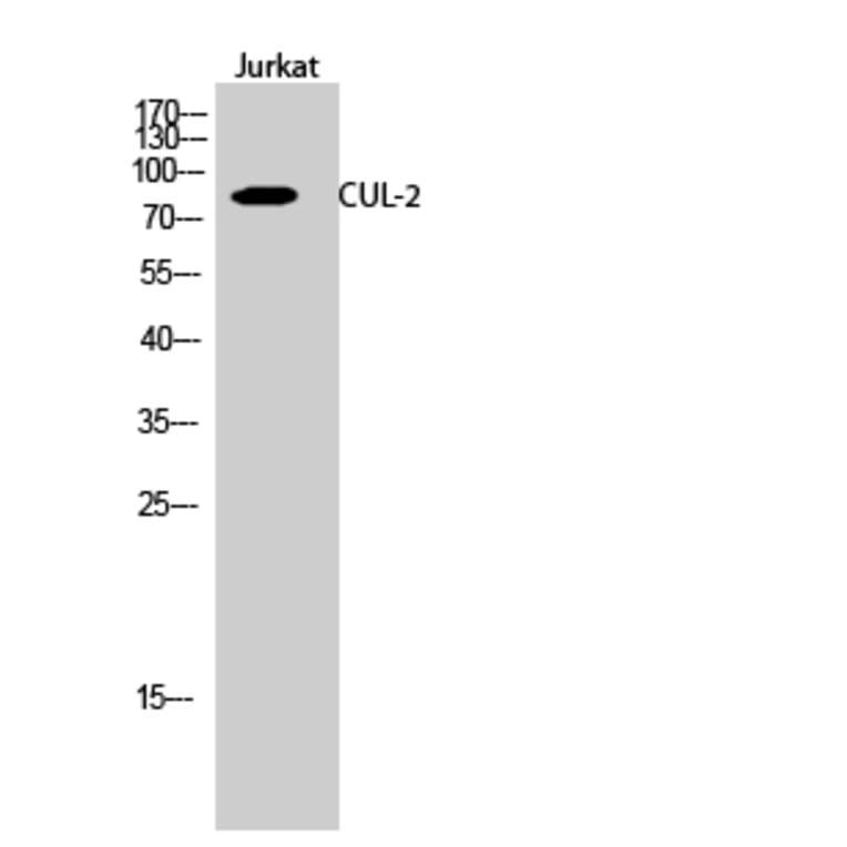 Western blot - CUL-2 Polyclonal Antibody from Signalway Antibody (40797) - Antibodies.com