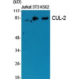 Western blot - CUL-2 Polyclonal Antibody from Signalway Antibody (40797) - Antibodies.com