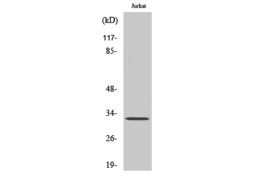 Western blot - DREAM Polyclonal Antibody from Signalway Antibody (40852) - Antibodies.com