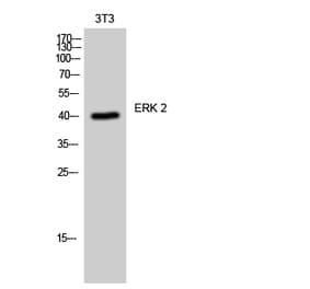 Western blot - ERK 2 Polyclonal Antibody from Signalway Antibody (40904) - Antibodies.com