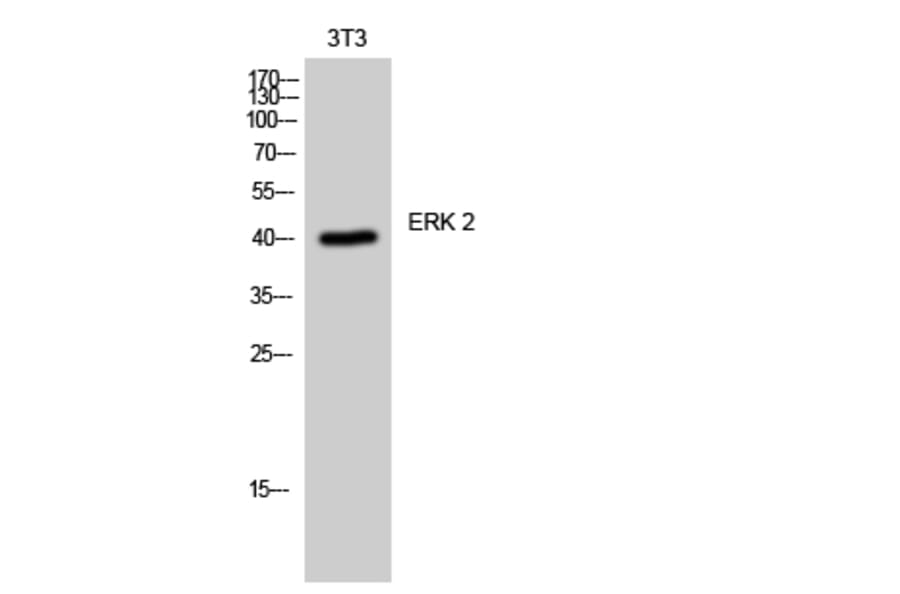 Western blot - ERK 2 Polyclonal Antibody from Signalway Antibody (40904) - Antibodies.com