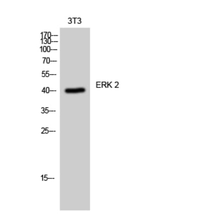 Western blot - ERK 2 Polyclonal Antibody from Signalway Antibody (40904) - Antibodies.com