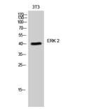 Western blot - ERK 2 Polyclonal Antibody from Signalway Antibody (40904) - Antibodies.com