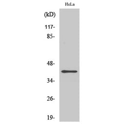 Western blot - FEN-1 Polyclonal Antibody from Signalway Antibody (40922) - Antibodies.com