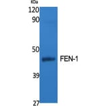 Western blot - FEN-1 Polyclonal Antibody from Signalway Antibody (40922) - Antibodies.com