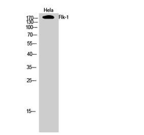 Western blot - Flk-1 Polyclonal Antibody from Signalway Antibody (40929) - Antibodies.com