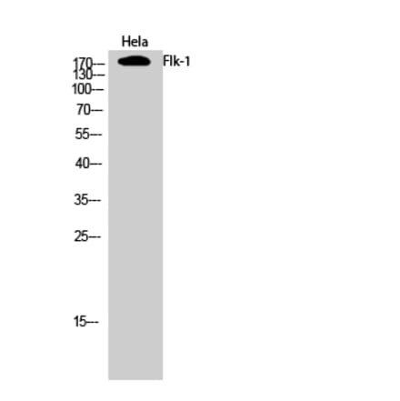 Western blot - Flk-1 Polyclonal Antibody from Signalway Antibody (40929) - Antibodies.com