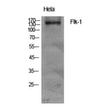 Western blot - Flk-1 Polyclonal Antibody from Signalway Antibody (40929) - Antibodies.com