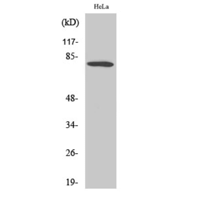Western blot - FoxO1 Polyclonal Antibody from Signalway Antibody (40934) - Antibodies.com