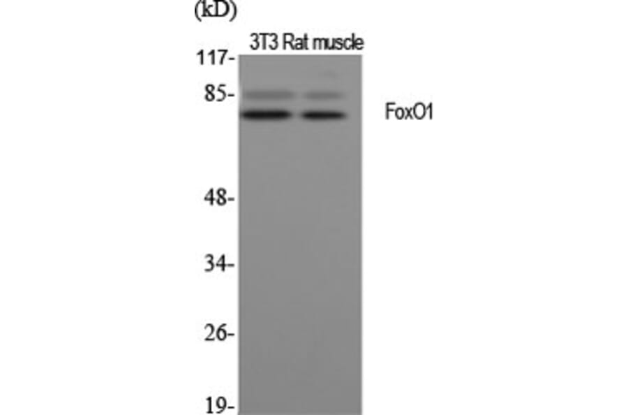 Western blot - FoxO1 Polyclonal Antibody from Signalway Antibody (40934) - Antibodies.com