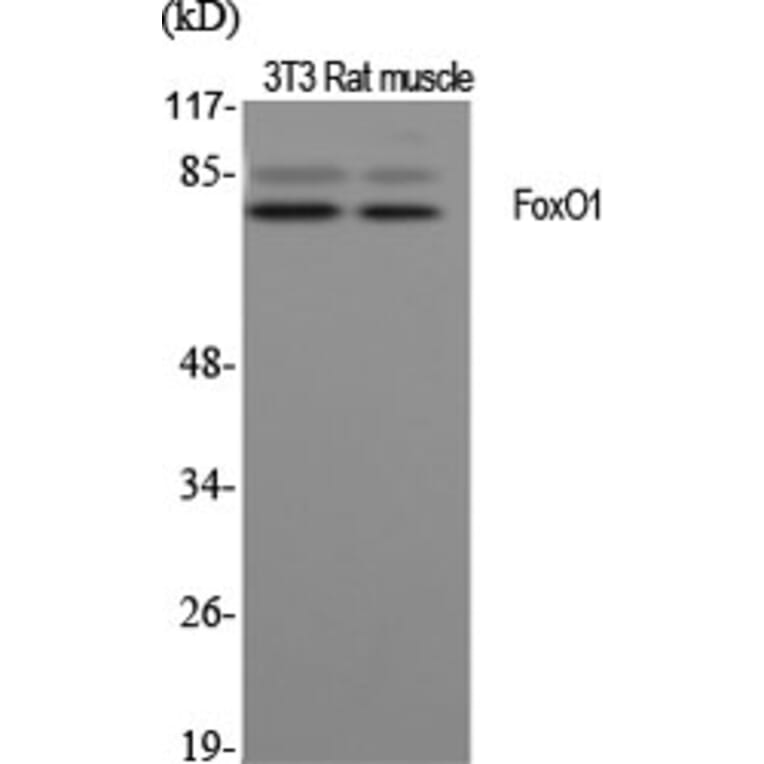 Western blot - FoxO1 Polyclonal Antibody from Signalway Antibody (40934) - Antibodies.com