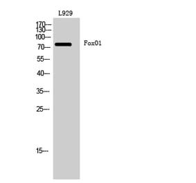 Western blot - FoxO1 Polyclonal Antibody from Signalway Antibody (40935) - Antibodies.com