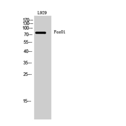 Western blot - FoxO1 Polyclonal Antibody from Signalway Antibody (40935) - Antibodies.com