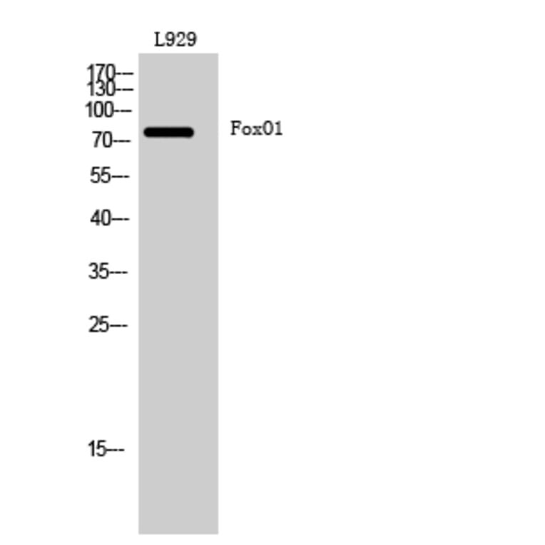 Western blot - FoxO1 Polyclonal Antibody from Signalway Antibody (40935) - Antibodies.com