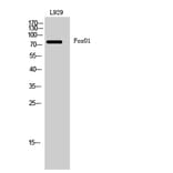 Western blot - FoxO1 Polyclonal Antibody from Signalway Antibody (40935) - Antibodies.com