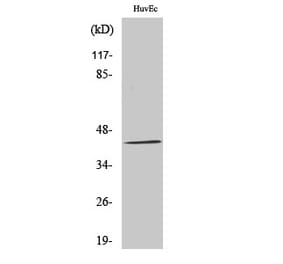 Western blot - GALK1 Polyclonal Antibody from Signalway Antibody (40948) - Antibodies.com