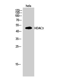 Western blot - HDAC3 Polyclonal Antibody from Signalway Antibody (40996) - Antibodies.com