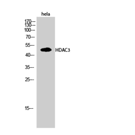 Western blot - HDAC3 Polyclonal Antibody from Signalway Antibody (40996) - Antibodies.com