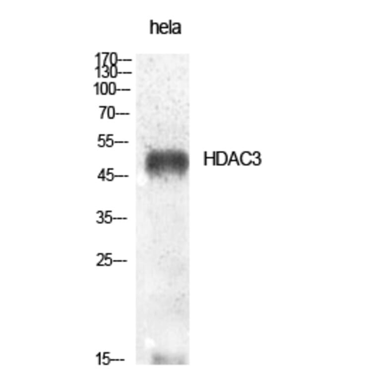 Western blot - HDAC3 Polyclonal Antibody from Signalway Antibody (40996) - Antibodies.com