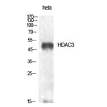 Western blot - HDAC3 Polyclonal Antibody from Signalway Antibody (40996) - Antibodies.com