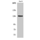 Western blot - HDAC6 Polyclonal Antibody from Signalway Antibody (40999) - Antibodies.com