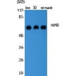 Western blot - HSP60 Polyclonal Antibody from Signalway Antibody (41046) - Antibodies.com