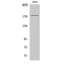 Western blot - IRS-1 Polyclonal Antibody from Signalway Antibody (41076) - Antibodies.com