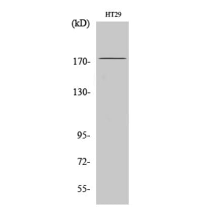 Western blot - IRS-1 Polyclonal Antibody from Signalway Antibody (41076) - Antibodies.com