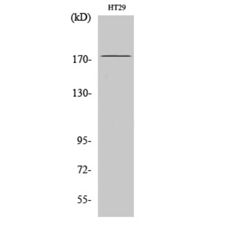 Western blot - IRS-1 Polyclonal Antibody from Signalway Antibody (41076) - Antibodies.com