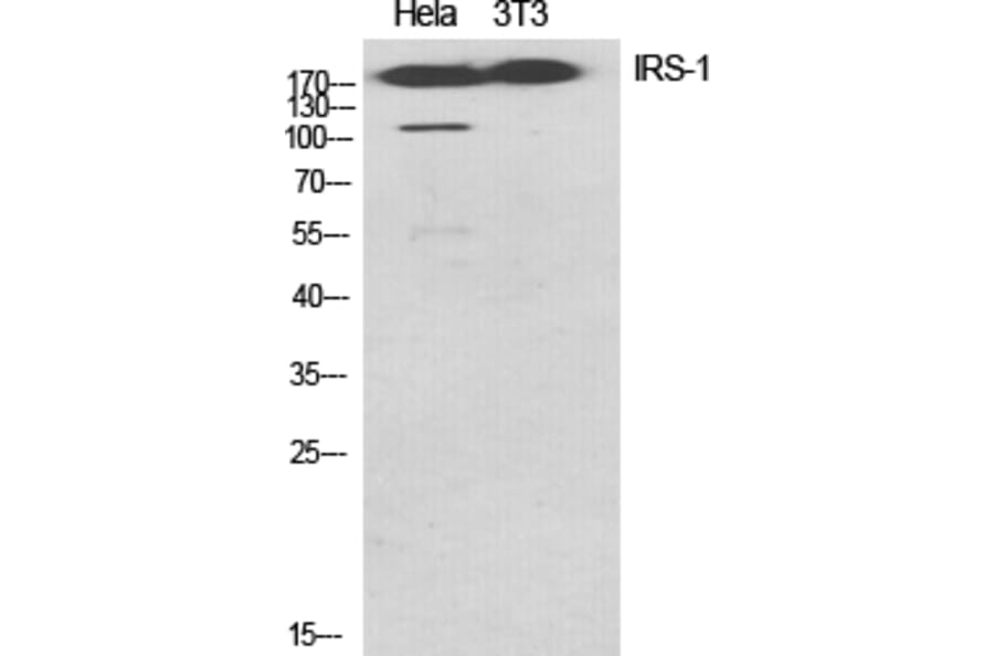Western blot - IRS-1 Polyclonal Antibody from Signalway Antibody (41076) - Antibodies.com