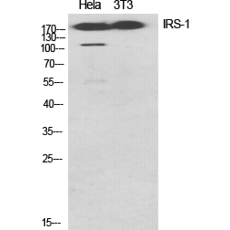 Western blot - IRS-1 Polyclonal Antibody from Signalway Antibody (41076) - Antibodies.com