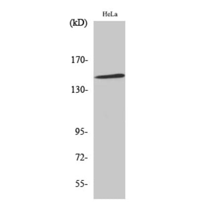 Western blot - JIP-3 Polyclonal Antibody from Signalway Antibody (41084) - Antibodies.com