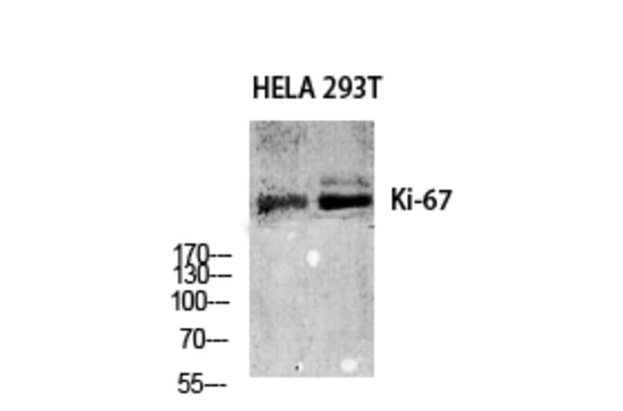 Western blot - Ki-67 Polyclonal Antibody from Signalway Antibody (41092) - Antibodies.com