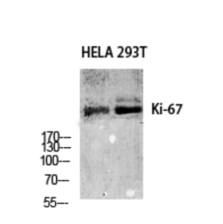 Western blot - Ki-67 Polyclonal Antibody from Signalway Antibody (41092) - Antibodies.com