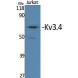 Western blot - Kv3.4 Polyclonal Antibody from Signalway Antibody (41098) - Antibodies.com