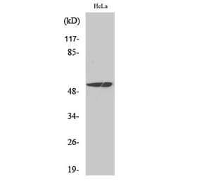Western blot - MEF-2 Polyclonal Antibody from Signalway Antibody (41130) - Antibodies.com