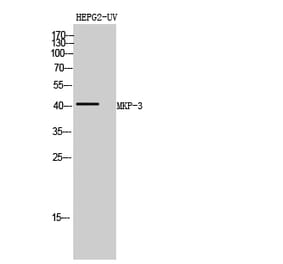 Western blot - MKP-3 Polyclonal Antibody from Signalway Antibody (41149) - Antibodies.com