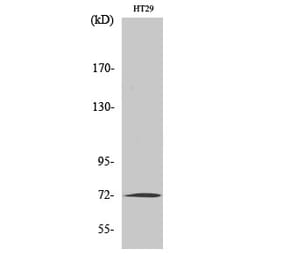 Western blot - MMP-2 Polyclonal Antibody from Signalway Antibody (41156) - Antibodies.com