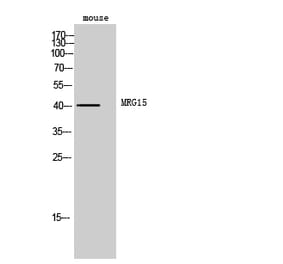 Western blot - MRG15 Polyclonal Antibody from Signalway Antibody (41165) - Antibodies.com