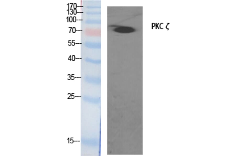 Western blot - PKC ζ Polyclonal Antibody from Signalway Antibody (41349) - Antibodies.com