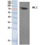 Western blot - PKC ζ Polyclonal Antibody from Signalway Antibody (41349) - Antibodies.com