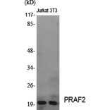 Western blot - PRAF2 Polyclonal Antibody from Signalway Antibody (41361) - Antibodies.com