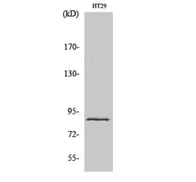 Western blot - Stat3 Polyclonal Antibody from Signalway Antibody (41465) - Antibodies.com